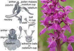 Fertilisation of Orchids figure 1X.jpg