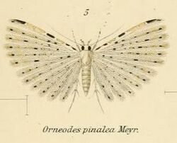 Fig.05-Alucita pinalea.JPG