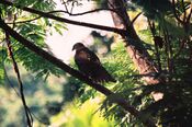 Fiji goshawk.jpg