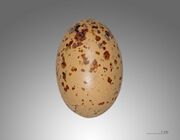 Egg