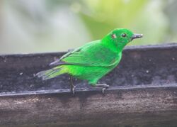 Glistening-green Tanager.jpeg