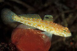 Gobius kolombatovici.jpg