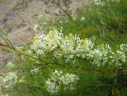 Grevillea curviloba.jpg