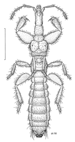 HEMI Enicocephalidae Phthirocoris magnus f.png