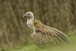 Himalayan Griffon - Bhutan S4E0109 (15464421711).jpg