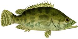 Histoire naturelle des poissons (Nandus nandus).jpg