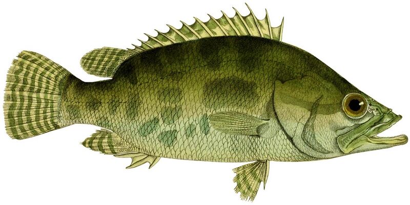 File:Histoire naturelle des poissons (Nandus nandus).jpg