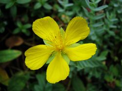 Hypericum olympicum Dziurawiec olimpijski 01.jpg