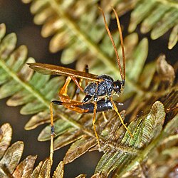 Ichneumonidae - Therion cf. circumflexum.jpg