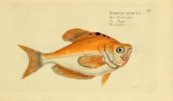 Ichthyologie; ou, Histoire naturelle des poissons (Plate 169) (6918416854).jpg