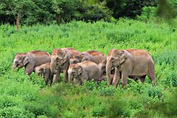 A herd of elephants in a forest