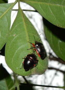 Lampromicra aerea Ferndale.jpg