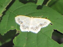 Large Lace-border Moth, Gatineau.jpg