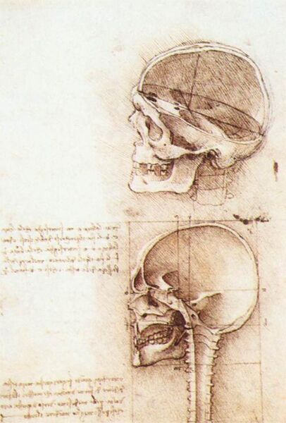 File:Leonardo da vinci, Studies of human skull.jpg