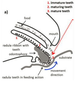 Limpet Teeth Mechanism.png