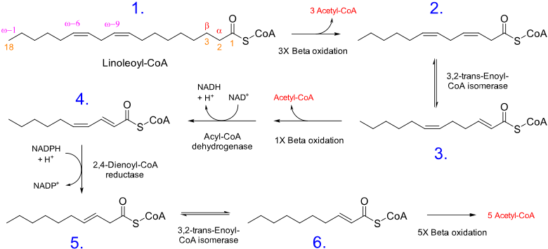 File:Linoleic acid beta oxidation.svg