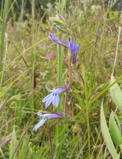 Lobelia puberula.jpg