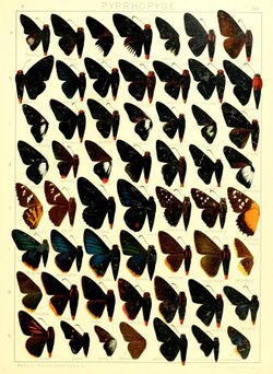 Macrolepidoptera15seit 0351.jpg
