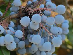 Mahonia Golden Abundance 038.jpg