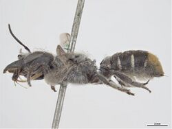 Megachile horatii f.jpg