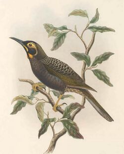 Melidectes ochromelas - The Birds of New Guinea.jpg