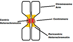 Mitoticchromosome.png