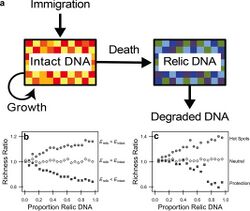 Modeling relic DNA dynamics.jpg