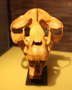Moeritherium lyonsi skull front.jpg