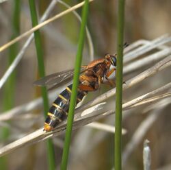 Mydas maculiventris P1010516a.jpg