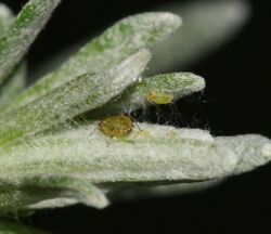 Myzus ornatus (Ornate aphid).jpg