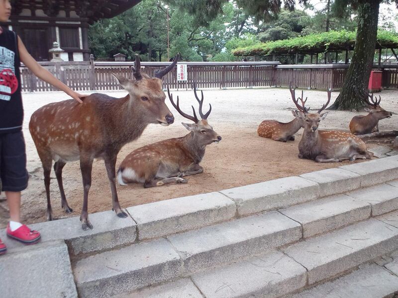 File:Nara Park Shika.jpg