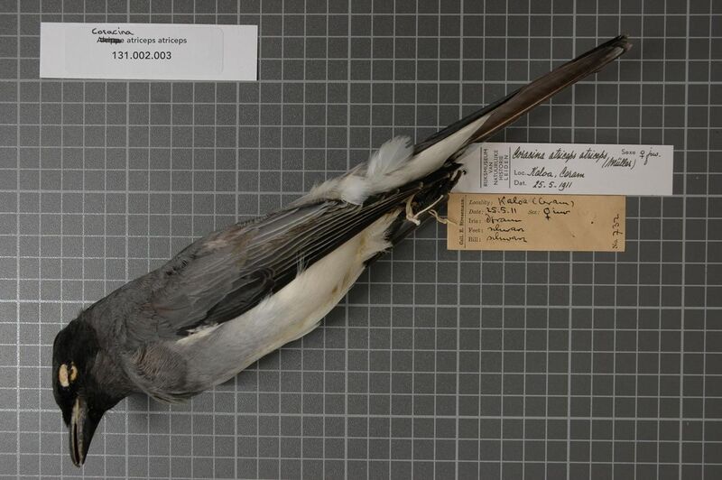File:Naturalis Biodiversity Center - RMNH.AVES.123351 1 - Coracina atriceps atriceps (Muller, 1843) - Campephagidae - bird skin specimen.jpeg