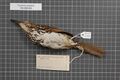 Naturalis Biodiversity Center - RMNH.AVES.128765 2 - Toxostoma guttatum (Ridgway, 1885) - Mimidae - bird skin specimen.jpeg