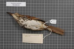 Naturalis Biodiversity Center - RMNH.AVES.128765 2 - Toxostoma guttatum (Ridgway, 1885) - Mimidae - bird skin specimen.jpeg