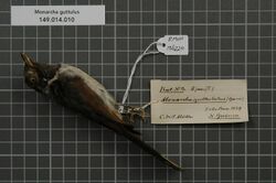 Naturalis Biodiversity Center - RMNH.AVES.136220 1 - Monarcha guttulus (Garnot, 1829) - Monarchidae - bird skin specimen.jpeg