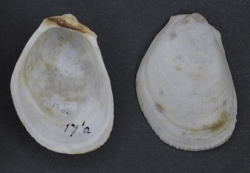 Naturalis Biodiversity Center - RMNH.MOL.319295 - Limaria tuberculata (Olivi, 1792).png