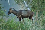 Nilgiri Tahr.jpg