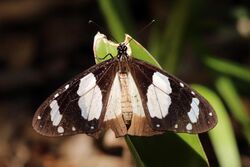 Novice butterfly (Amauris ochlea) female.jpg