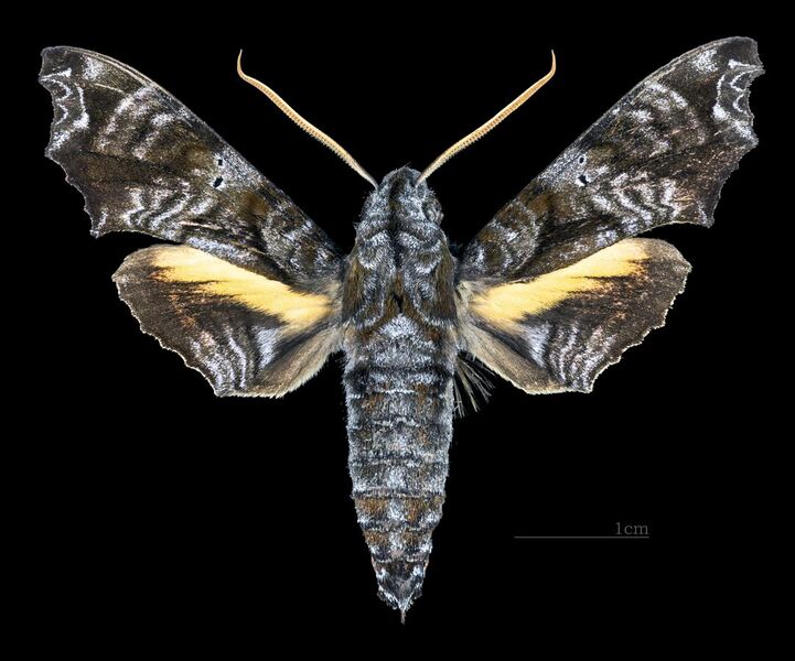 File:Nyceryx eximia MHNT CUT 2010 0 169 Cochacay La Troncal Canar Ecuador male dorsal.jpg