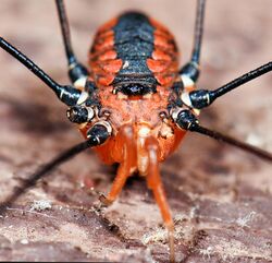 Opiliones, Eupnoi, F. Sclerosomatidae, Leiobunum vittatum, male (3888295849).jpg