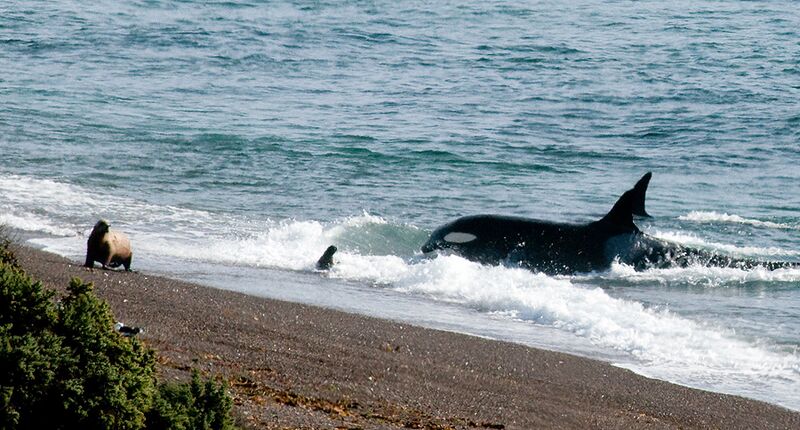 File:Orcas in Punta Norte Valdes Peninsula - panoramio.jpg