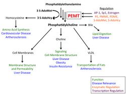 PEMT Roles and Regulation.jpg