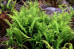 Paesia scaberula in Auckland Botanic Gardens 01.jpg