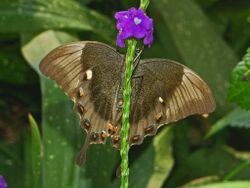 Papilio palinurus (7).JPG