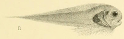 Paraliparis membranaceus Gunther 1887.png
