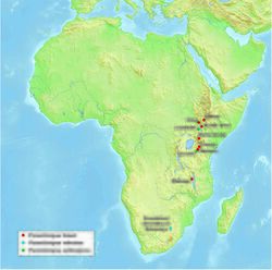 Paranthropus Africa.jpg