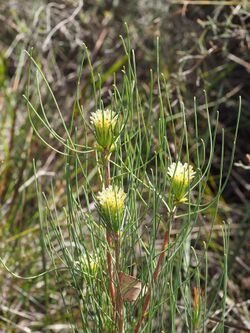 Petrophile acicularis.jpg