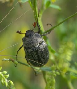 Phyllophaga lanceolata P1630030a.jpg