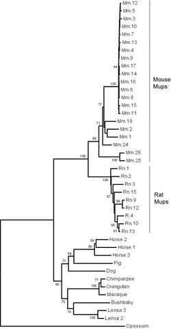 A phylogenetic tree of major urinary protein genes in mammals showing 21 mouse genes, 9 rat genes, 3 horse genes, 2 lemur genes and one gene each from pig, dog, orangutan, macaque, bushbaby and opossum