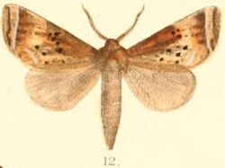 Pl.03-12-Neodrymonia apicalis (Moore,1879) (Ramesa).JPG